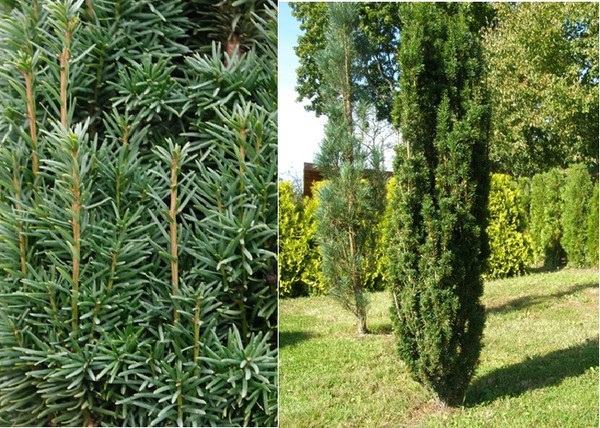 Taxus baccata Fastigiata Robusta / Oszlopos tiszafa Taxus baccata Fastigiata Robusta / Oszlopos tiszafa