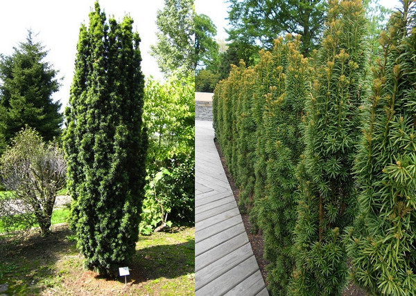Taxus baccata Fastigiata / Oszlopos tiszafa