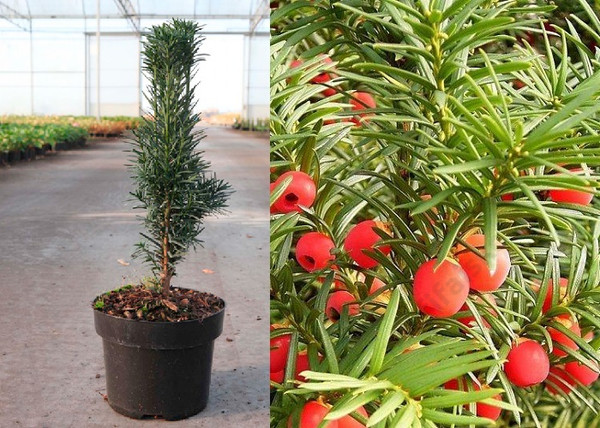 Taxus baccata Fastigiata / Oszlopos tiszafa