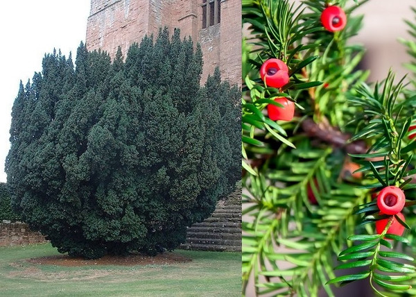 Taxus baccata / Közönséges tiszafa