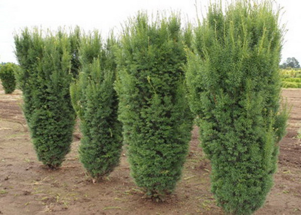 Taxus media Hicksii / Oszlopos tiszafa Taxus media Hicksii / Oszlopos tiszafa