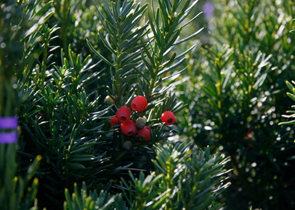 Taxus media Hicksii / Oszlopos tiszafa Taxus media Hicksii / Oszlopos tiszafa