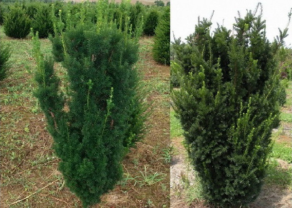 Taxus media Hicksii / Oszlopos tiszafa Taxus media Hicksii / Oszlopos tiszafa