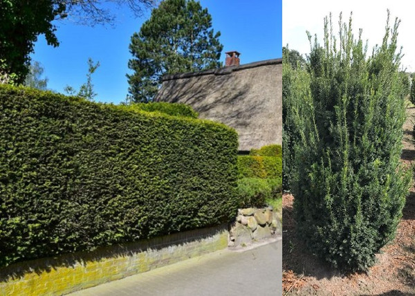 Taxus media Hillii / Oszlopos tiszafa Taxus media Hillii / Oszlopos tiszafa