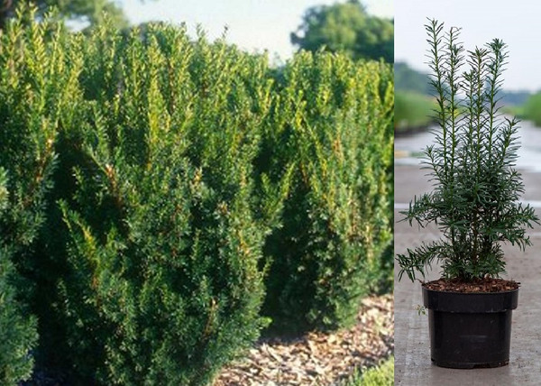 Taxus media Hillii / Oszlopos tiszafa Taxus media Hillii / Oszlopos tiszafa
