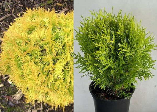 Thuja Occidentalis Danica Aurea / Törpe sárga nyugati tuja