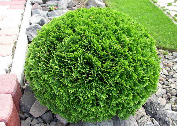 Thuja Occidentalis Danica / Törpe nyugati tuja