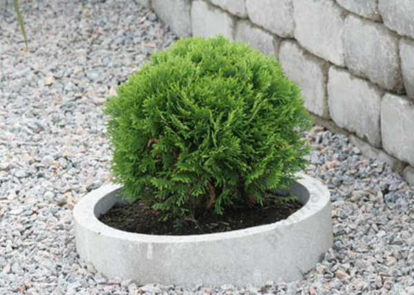 Thuja Occidentalis Danica / Törpe nyugati tuja