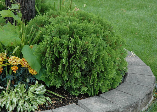 Thuja Occidentalis Danica / Törpe nyugati tuja