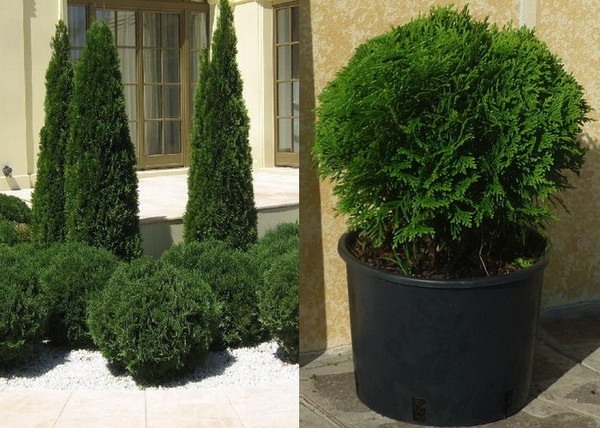 Thuja Occidentalis Danica / Törpe nyugati tuja