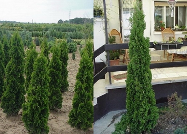 Thuja occidentalis Henezia / Henezia oszlopos tuja Thuja occidentalis Henezia / Henezia oszlopos tuja