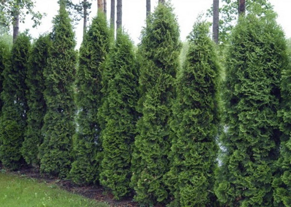 Thuja occidentalis Holmstrup / Holmstrup Oszlopos tuja