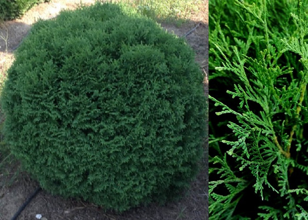 Thuja occidentalis Kobold / Törpe gömb tuja