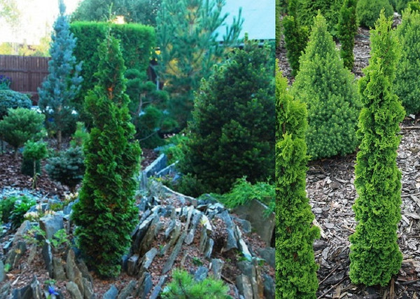 Thuja occidentalis Spiralis Mini / Törpe spirál tuja