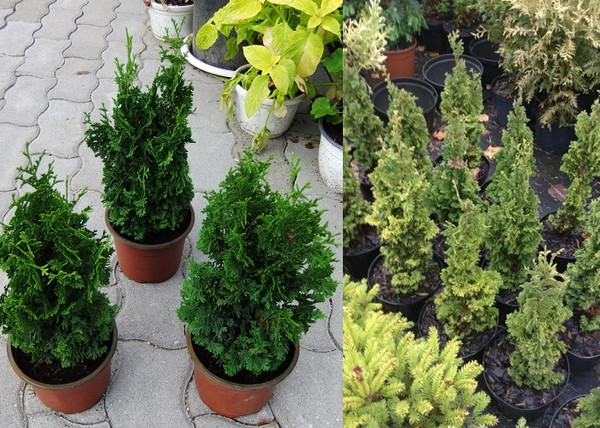 Thuja occidentalis Spiralis Mini / Törpe spirál tuja