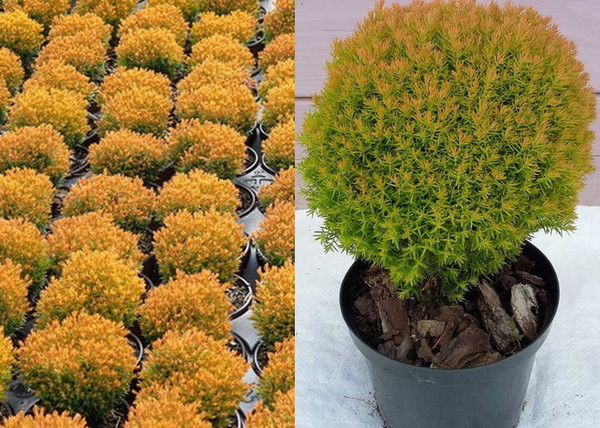 Thuja occidentalis Teddy Gold / Teddy törpe arany gömbtuja