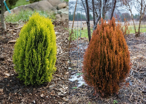 Thuja orientalis Morgan / Keleti tuja Morgan