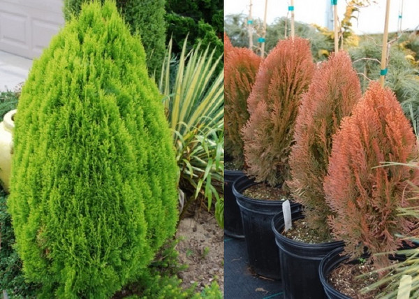 Thuja orientalis Morgan / Keleti tuja Morgan
