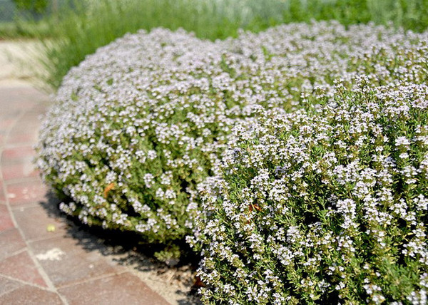Thymus vulgaris / Kerti kakukkfű
