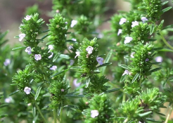 Thymus vulgaris / Kerti kakukkfű
