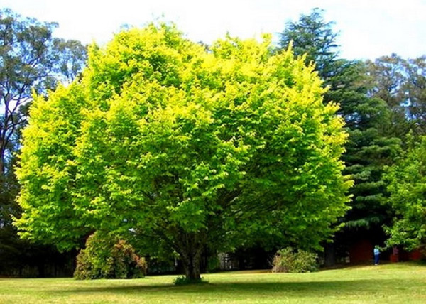 Ulmus glabra Lutescens / Arany lombú hegyi szil Ulmus glabra Lutescens / Arany lombú hegyi szil