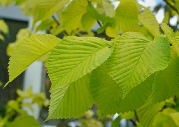 Ulmus glabra Lutescens / Arany lombú hegyi szil Ulmus glabra Lutescens / Arany lombú hegyi szil