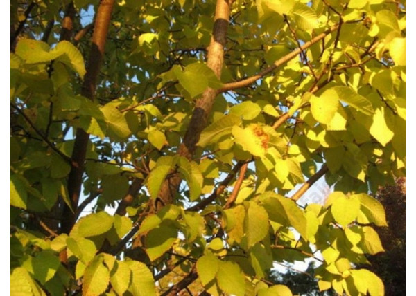 Ulmus glabra Lutescens / Arany lombú hegyi szil Ulmus glabra Lutescens / Arany lombú hegyi szil