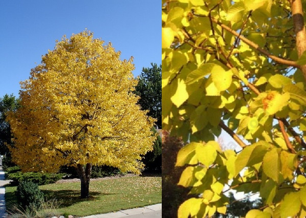 Ulmus glabra Lutescens / Arany lombú hegyi szil Ulmus glabra Lutescens / Arany lombú hegyi szil