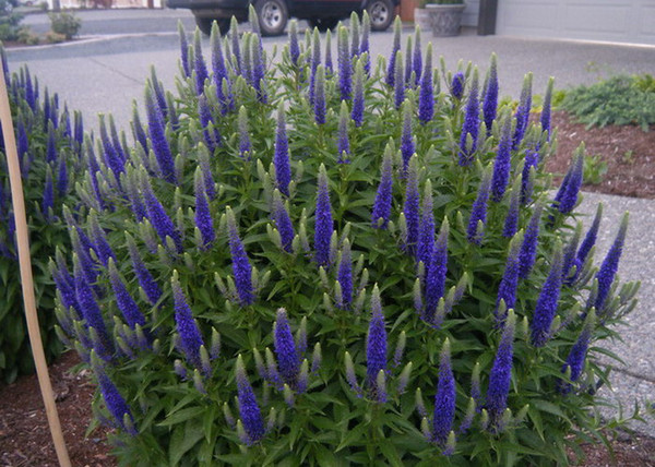 Veronica spicata Royal candles / Macskafarkú veronika