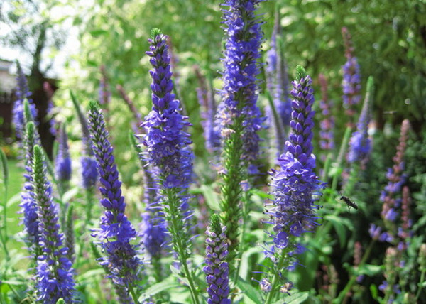 Veronica spicata Royal candles / Macskafarkú veronika