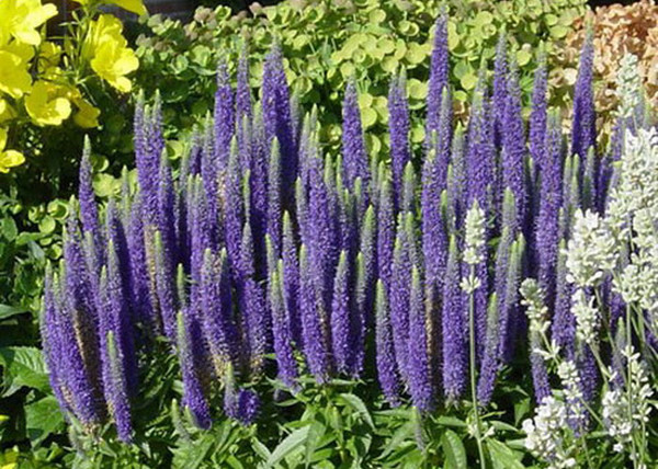Veronica spicata Royal candles / Macskafarkú veronika