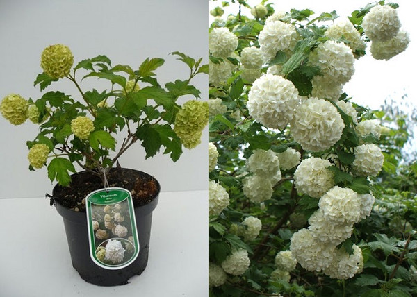 Viburnum opulus Roseum / Labdarózsa Viburnum opulus Roseum / Labdarózsa