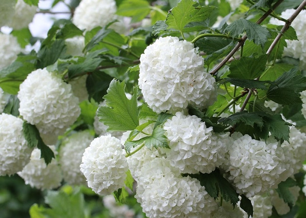 Viburnum opulus Roseum / Labdarózsa Viburnum opulus Roseum / Labdarózsa