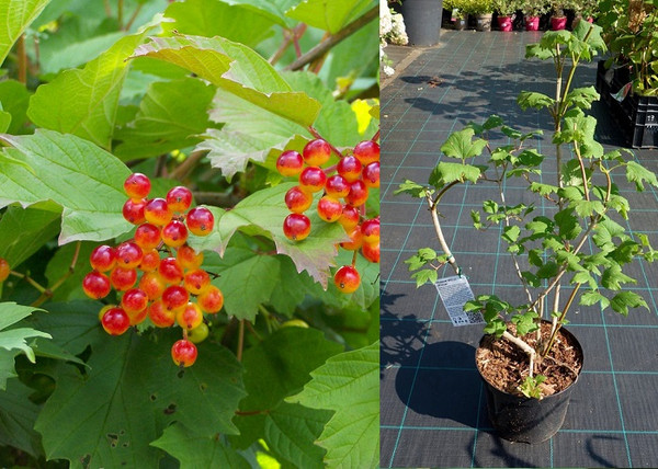 Viburnum opulus Roseum / Labdarózsa