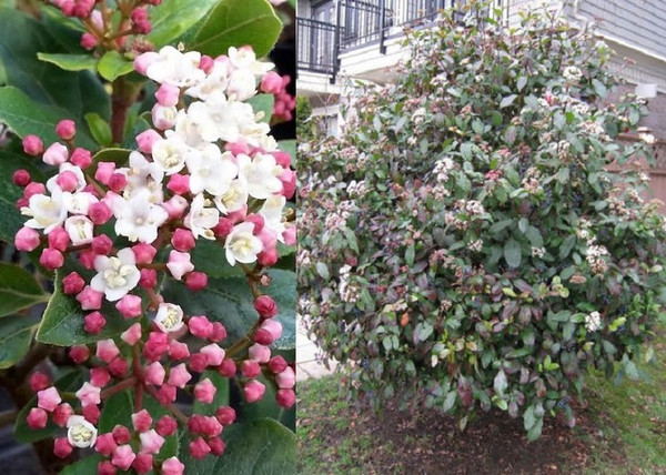 Viburnum tinus Eve Price / Örökzöld bangita Viburnum tinus Eve Price / Örökzöld bangita