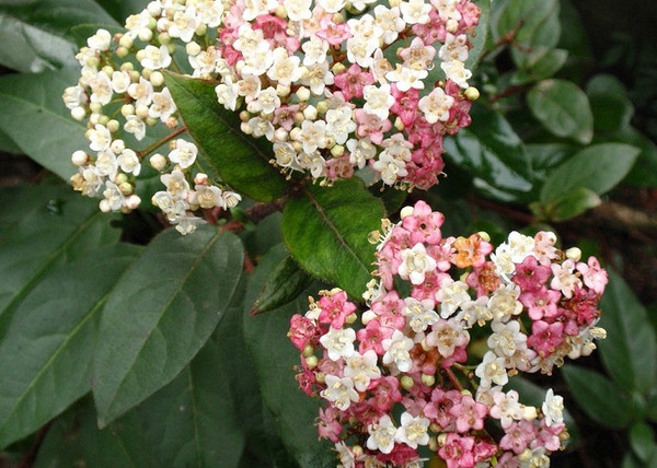 Viburnum tinus Eve Price / Örökzöld bangita Viburnum tinus Eve Price / Örökzöld bangita