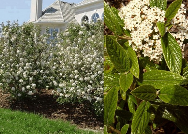 Viburnum x Pragense / Prágai bangita