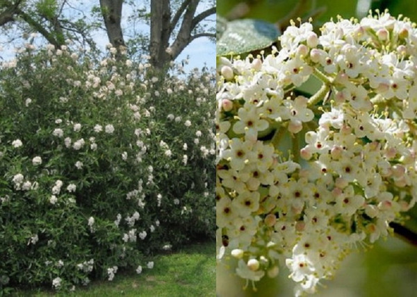 Viburnum x Pragense / Prágai bangita