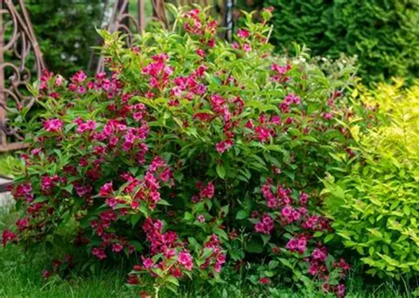 Weigela florida Eva Rathke / Rózsalonc piros virágú Weigela florida Eva Rathke / Rózsalonc piros virágú