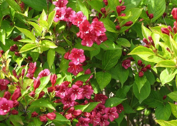 Weigela florida Eva Rathke / Rózsalonc piros virágú Weigela florida Eva Rathke / Rózsalonc piros virágú