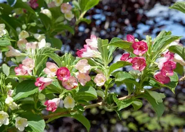 Weigela florida Marjorie / Fehér-rózsaszín virágú rózsalonc