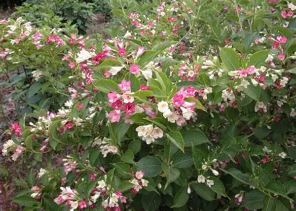 Weigela florida Marjorie / Fehér-rózsaszín virágú rózsalonc
