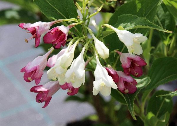 Weigela florida Marjorie / Fehér-rózsaszín virágú rózsalonc