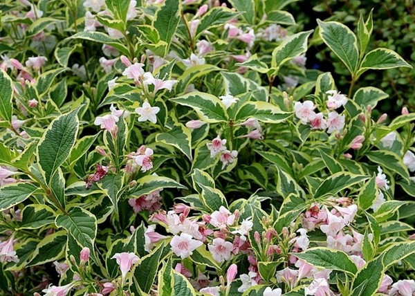 Weigela florida Nana Variegata / Alacsony, tarka levelű rózsalonc Weigela florida Nana Variegata / Alacsony, tarka levelű rózsalonc