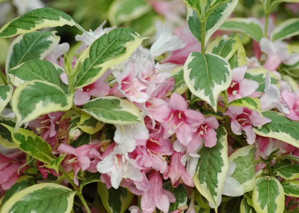 Weigela florida Nana Variegata / Alacsony, tarka levelű rózsalonc Weigela florida Nana Variegata / Alacsony, tarka levelű rózsalonc