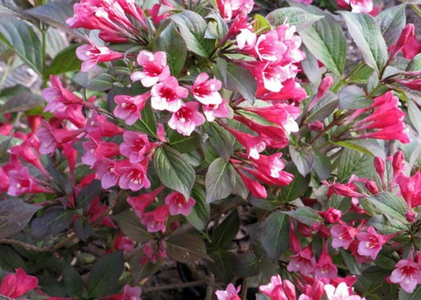 Weigela florida Tango / Bordó levelű törpe rózsalonc
