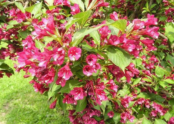 Weigela Bristol Ruby / Rózsalonc piros virágú