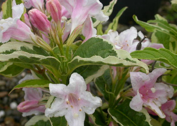 Weigela florida Variegata / Rózsalonc Tarka levelű