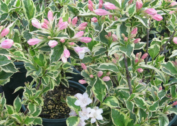 Weigela florida Variegata / Rózsalonc Tarka levelű