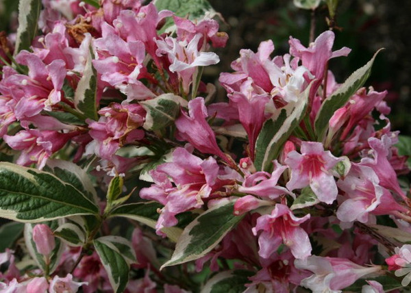 Weigela florida Variegata / Rózsalonc Tarka levelű